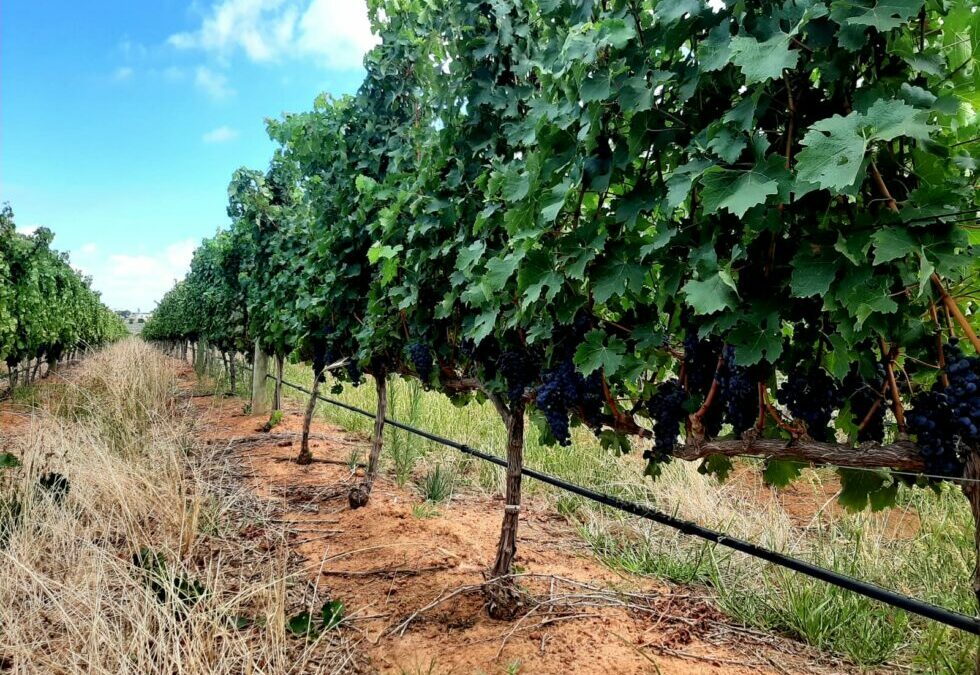 Cabernet Sauvignon: A Home at Delheim Estate