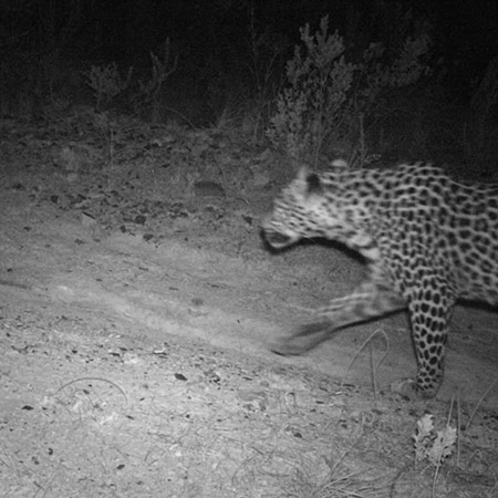 Cape Leopard Trust
