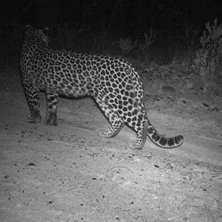 Leopard