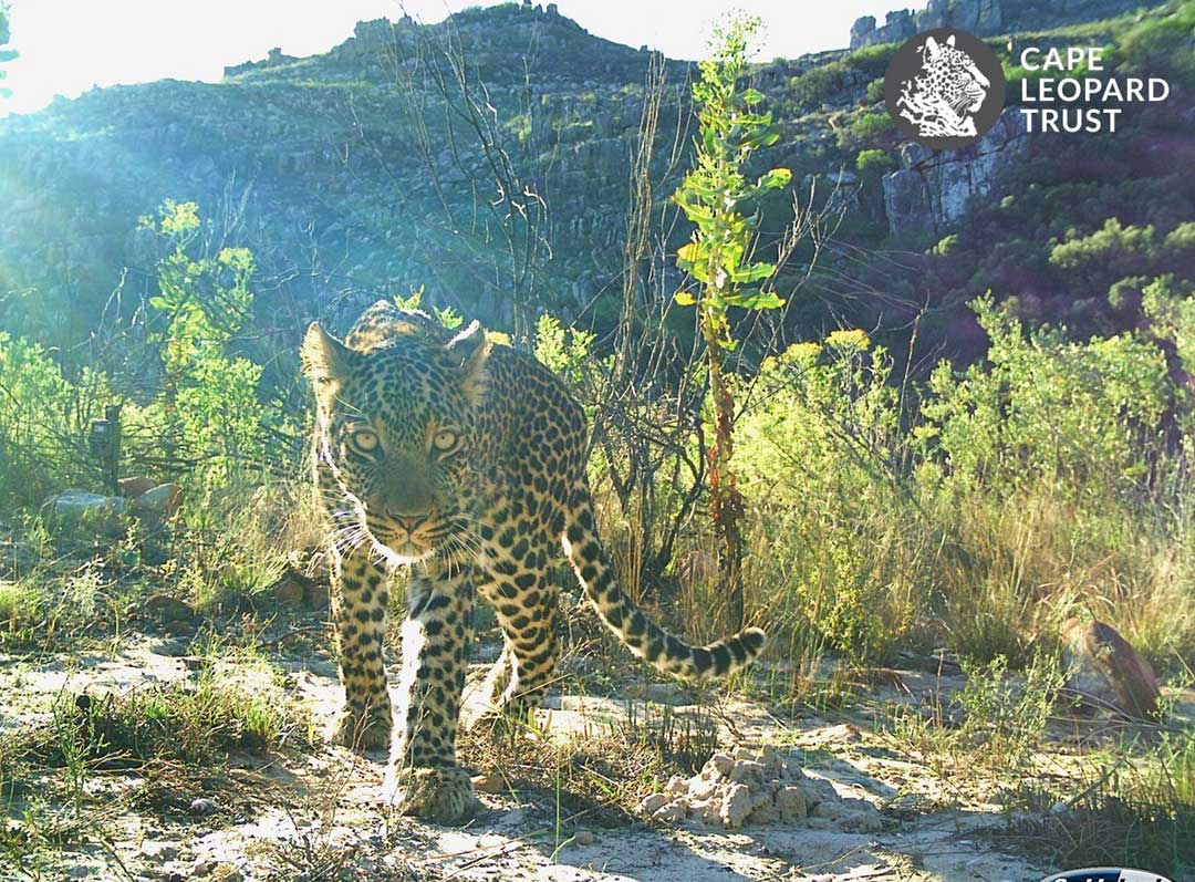 Protecting leopards in the winelands