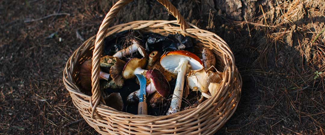 Discover the Magic of Wild Mushrooms at Delheim’s Annual Foraging Experience